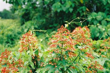 09 Thailand 2002 F1070036 Khao Lak Ausflug Insel Phuket Nai _478